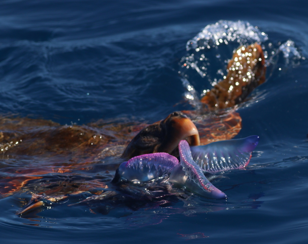 Photo of Loggerhead turtle (Caretta caretta)