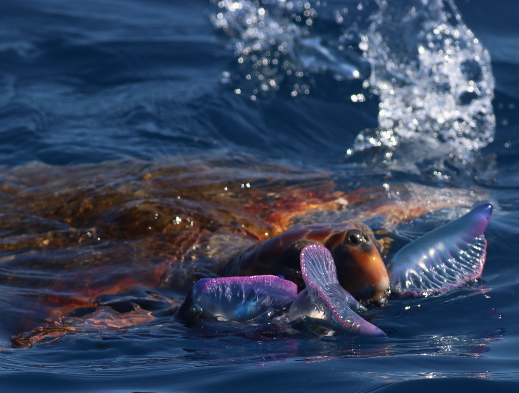 Photo of Loggerhead turtle (Caretta caretta)