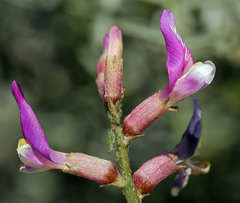 Astragalus casei