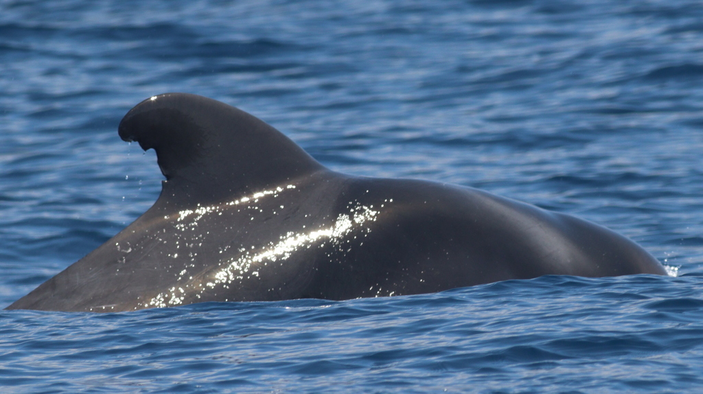 Short-finned pilot whale back and dorsal fin