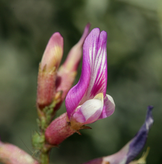 Astragalus casei