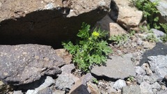 Descurainia kenheilii