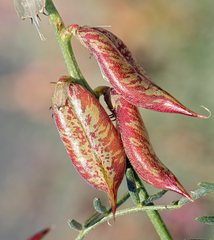 Astragalus casei