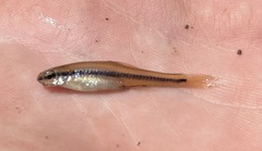 Notropis bifrenatus