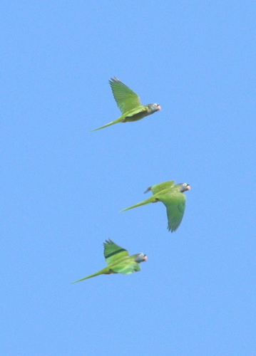 Spitzschwanzsittich (Thectocercus acuticaudatus)
