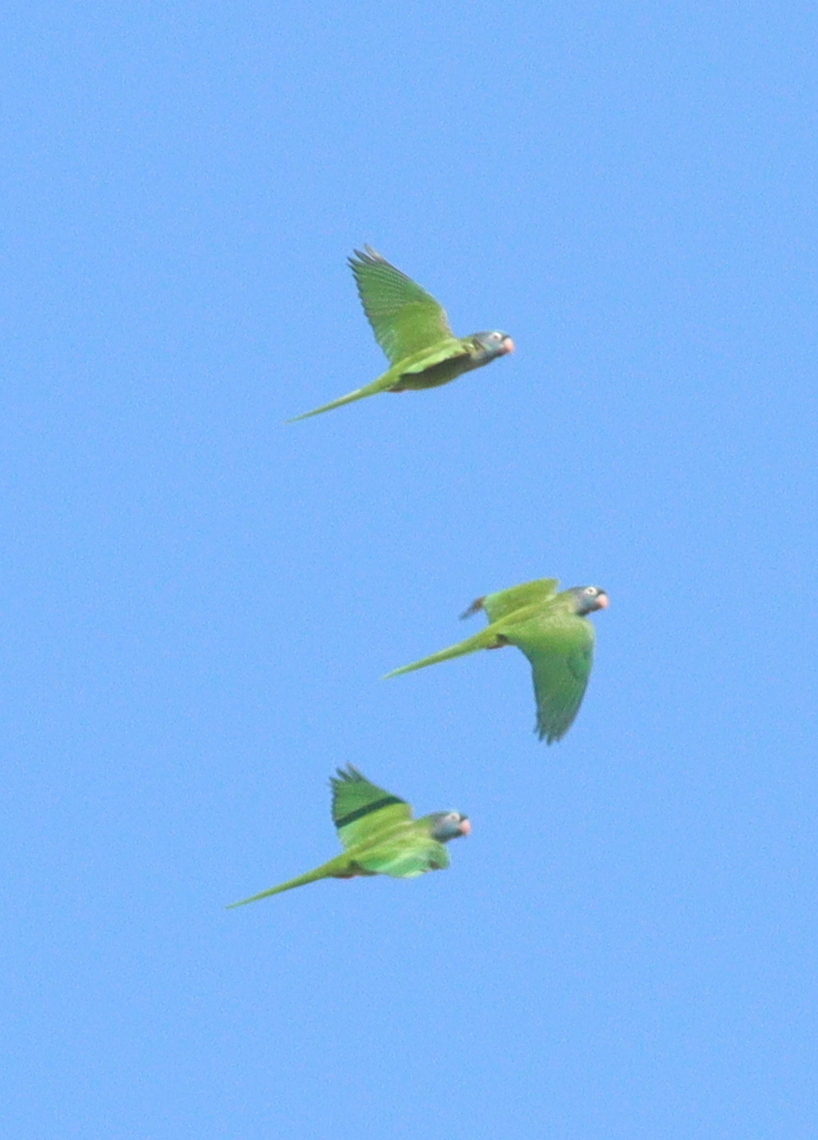 Blue-crowned Parakeet illustration