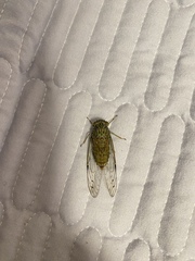 Leptosemia takanonis