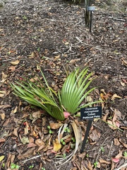 Copernicia macroglossa