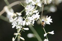 Colletes dimidiatus