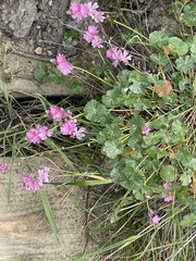 Sidalcea malviflora malviflora
