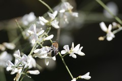 Colletes dimidiatus