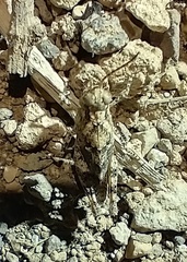 Sphingonotus picteti