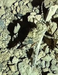 Sphingonotus picteti