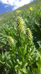Veronica ritteriana