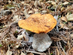 Polyporus decurrens