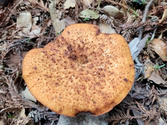 Polyporus decurrens