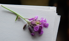 Hesperis matronalis