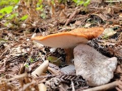 Polyporus decurrens