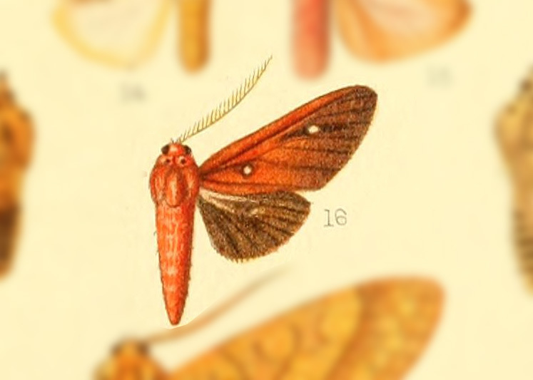 Hyperthaema haemacta
