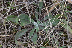 Plantago argentea