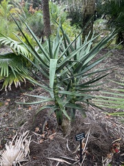 Aloidendron