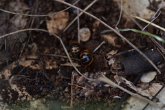 Glomeris pulchra