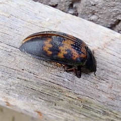 Megischyrus