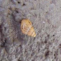 Bulimulus tenuissimus