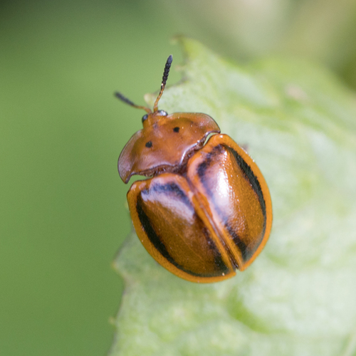 Common Sieve Tortoise Beetle photo 3