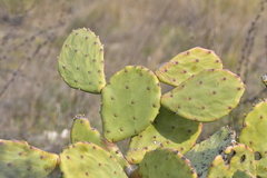 Opuntia anahuacensis