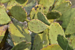 Opuntia anahuacensis