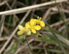 Paysonia lescurii