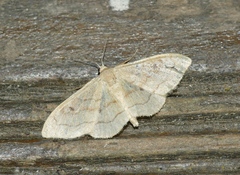 Idaea rubraria