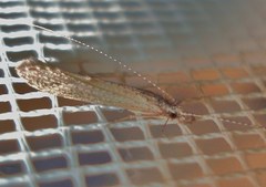 Setodes punctatus