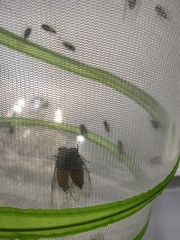 Leptosemia takanonis