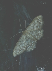 Idaea moniliata