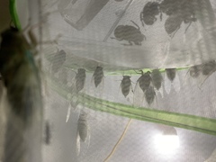 Hyalessa maculaticollis