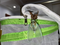 Hyalessa maculaticollis