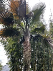 Copernicia baileyana