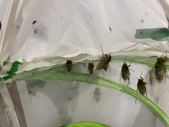 Hyalessa maculaticollis