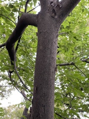 Leptosemia takanonis