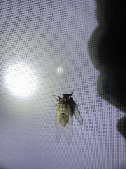 Hyalessa maculaticollis