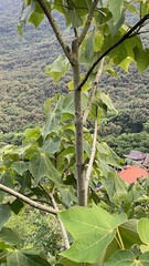 Leptosemia takanonis