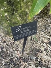 Copernicia baileyana