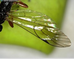 Xoridinae