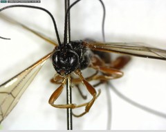 Xoridinae