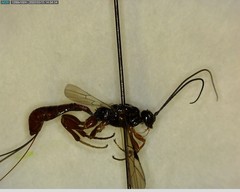 Xoridinae