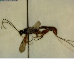 Xoridinae
