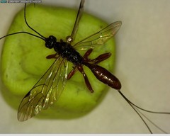 Xoridinae