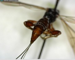 Xoridinae